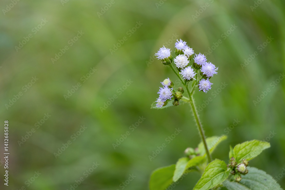 Billygoat weed (Ageratum conyzoides) flowers blooming. It's also known as Goatweed, Chickweed, Whiteweed, and mentrasto. This plant is found in croplands, pastures, grasslands, roadsides, wastelands. Billygoat weed (Ageratum conyzoides) flowers blooming. It's also known as Goatweed, Chickweed, Whiteweed, and mentrasto. This plant is found in croplands, pastures, grasslands, roadsides, wastelands.