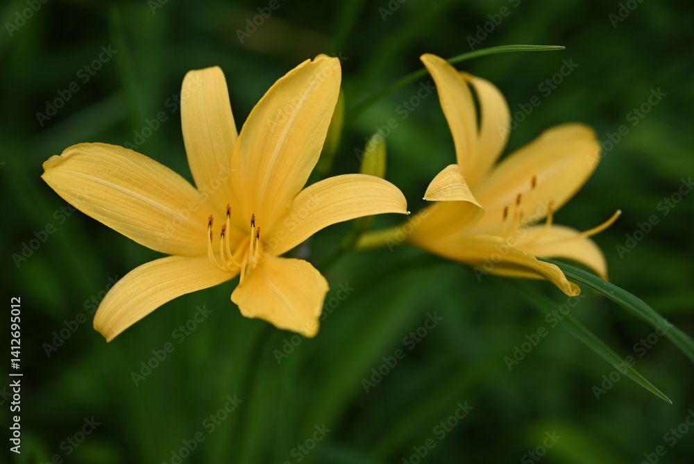 hemerocallis, famous yellow flower of Nikko, Tochigi, Japan hemerocallis, famous yellow flower of Nikko, Tochigi, Japan