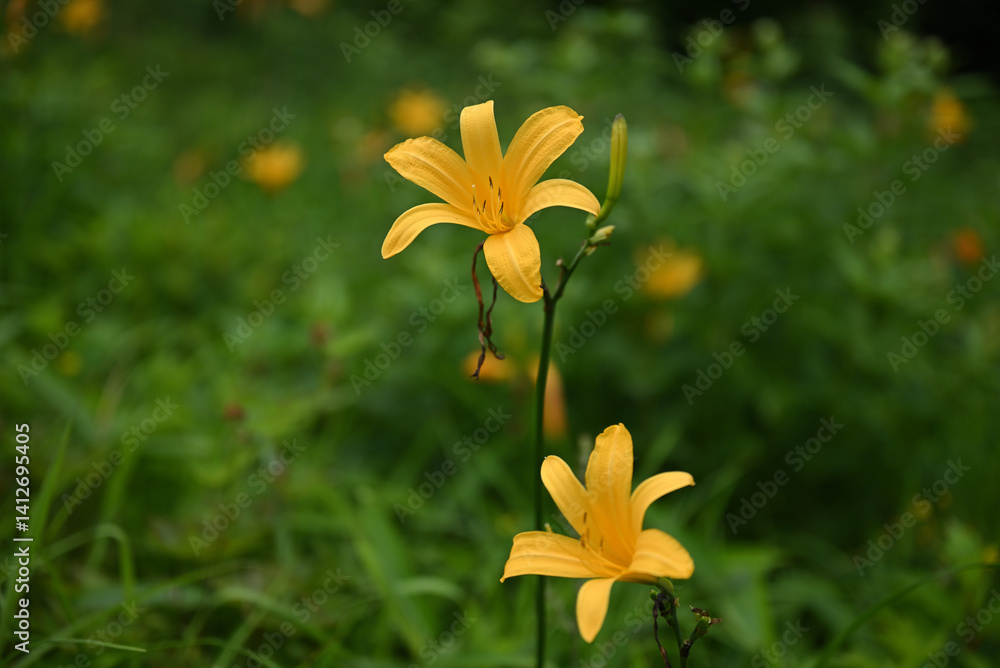 hemerocallis, famous yellow flower of Nikko, Tochigi, Japan