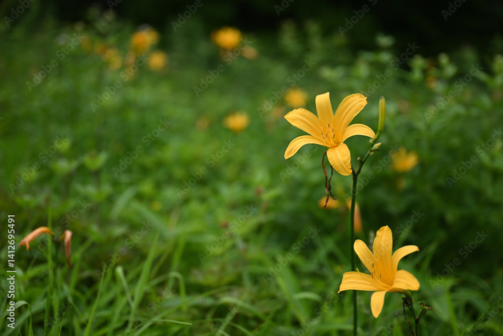 hemerocallis, famous yellow flower of Nikko, Tochigi, Japan