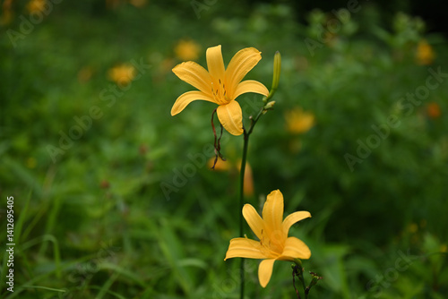 Obraz na płótnie hemerocallis, famous yellow flower of Nikko, Tochigi, Japan w salonie