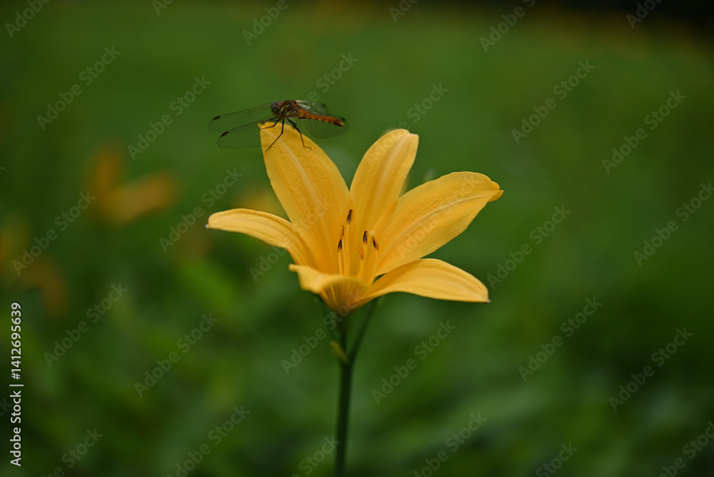 hemerocallis, famous yellow flower of Nikko, Tochigi, Japan