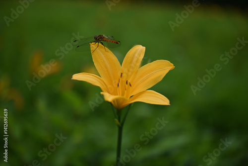 Obraz na płótnie hemerocallis, famous yellow flower of Nikko, Tochigi, Japan w salonie