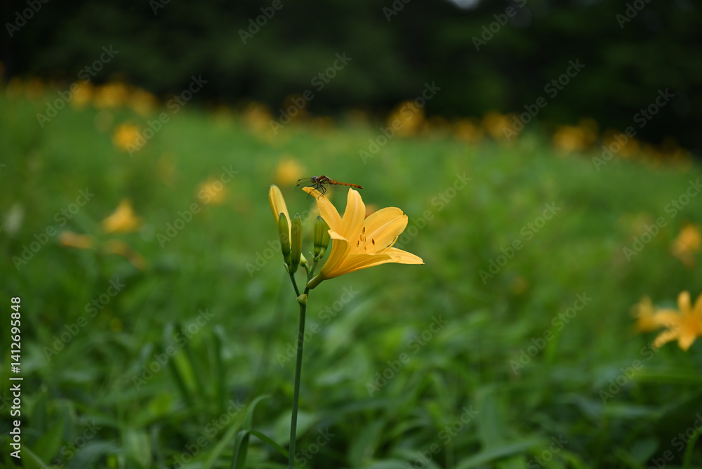 hemerocallis, famous yellow flower of Nikko, Tochigi, Japan