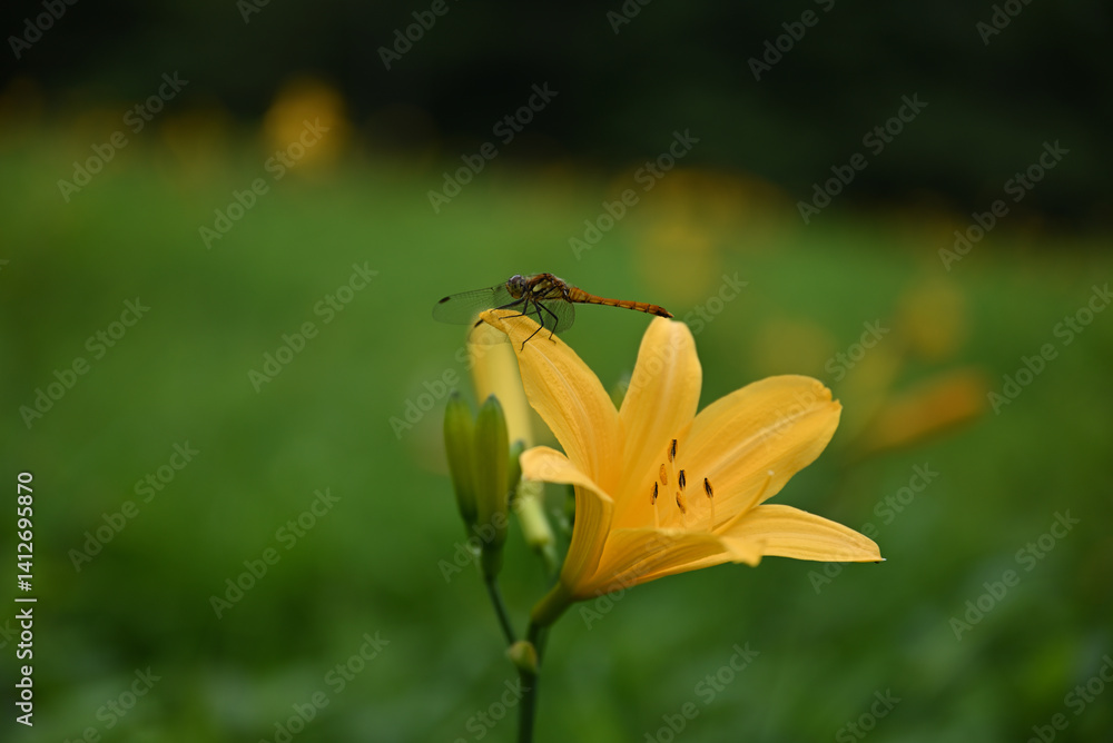 hemerocallis, famous yellow flower of Nikko, Tochigi, Japan