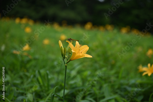 Obraz na płótnie hemerocallis, famous yellow flower of Nikko, Tochigi, Japan w salonie