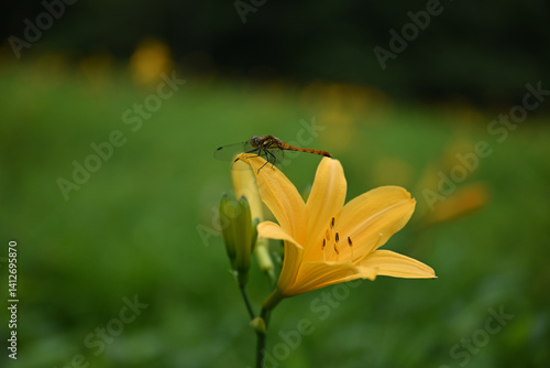 Obraz na płótnie hemerocallis, famous yellow flower of Nikko, Tochigi, Japan w salonie