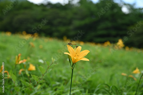 hemerocallis, famous yellow flower of Nikko, Tochigi, Japan
