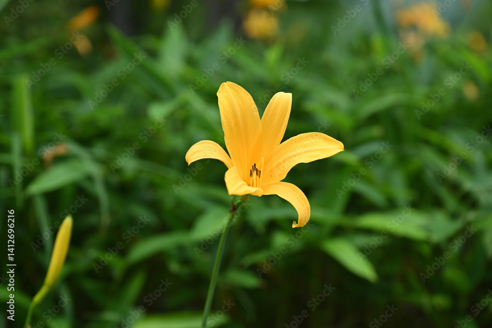 hemerocallis, famous yellow flower of Nikko, Tochigi, Japan