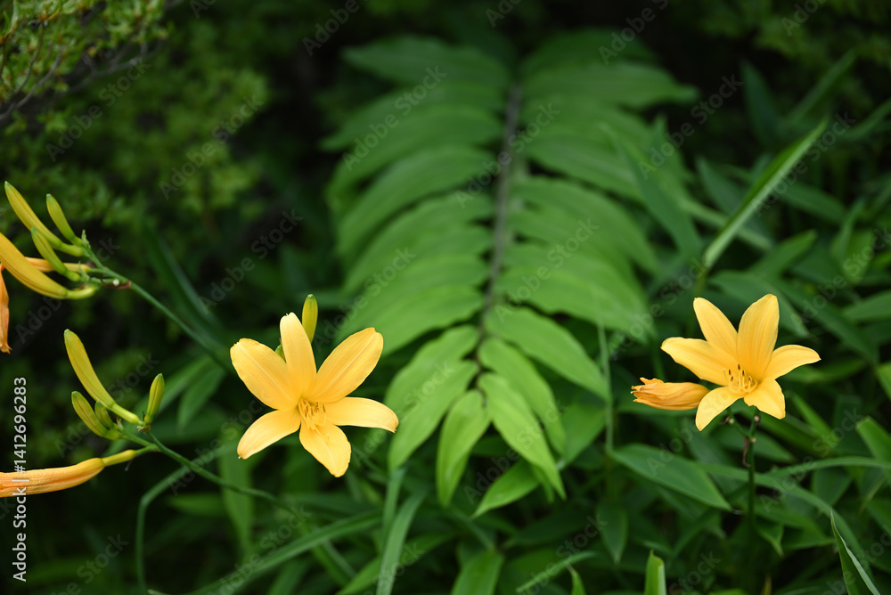 hemerocallis, famous yellow flower of Nikko, Tochigi, Japan