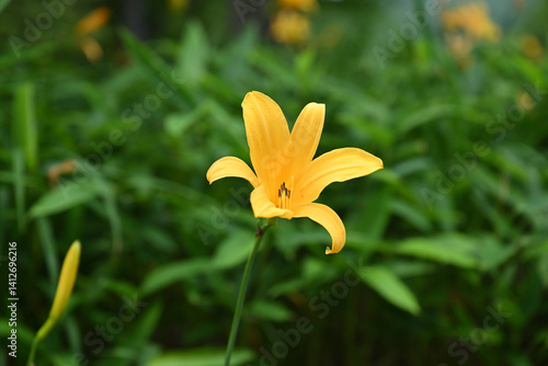 hemerocallis, famous yellow flower of Nikko, Tochigi, Japan