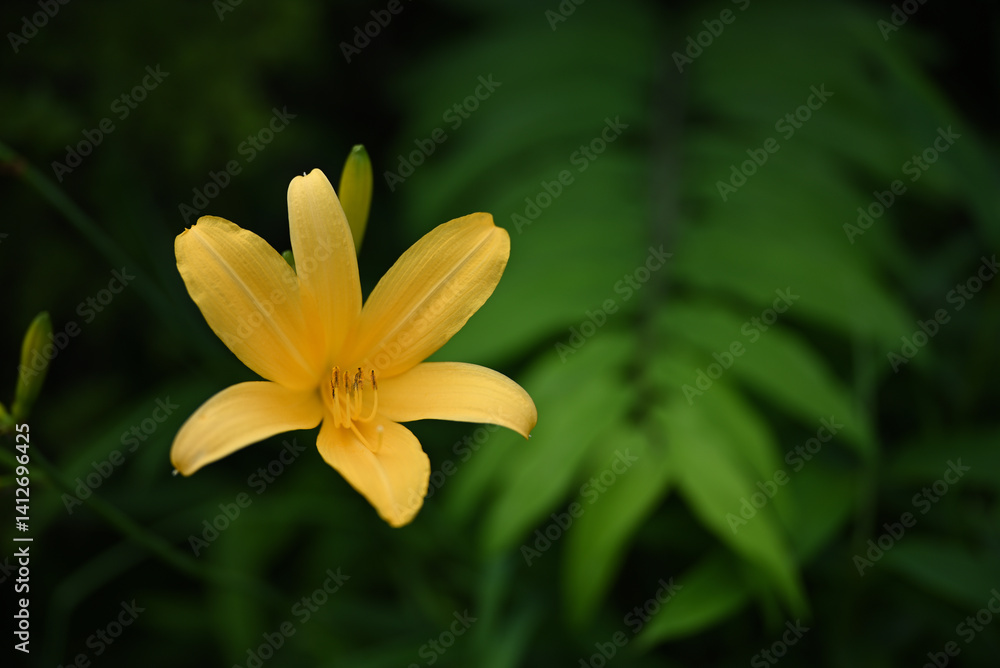 hemerocallis, famous yellow flower of Nikko, Tochigi, Japan