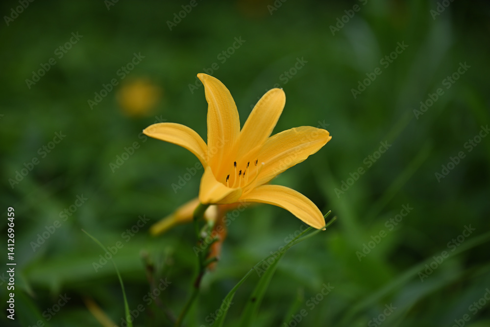 hemerocallis, famous yellow flower of Nikko, Tochigi, Japan hemerocallis, famous yellow flower of Nikko, Tochigi, Japan