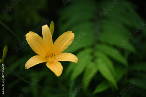 Obraz na płótnie hemerocallis, famous yellow flower of Nikko, Tochigi, Japan w salonie