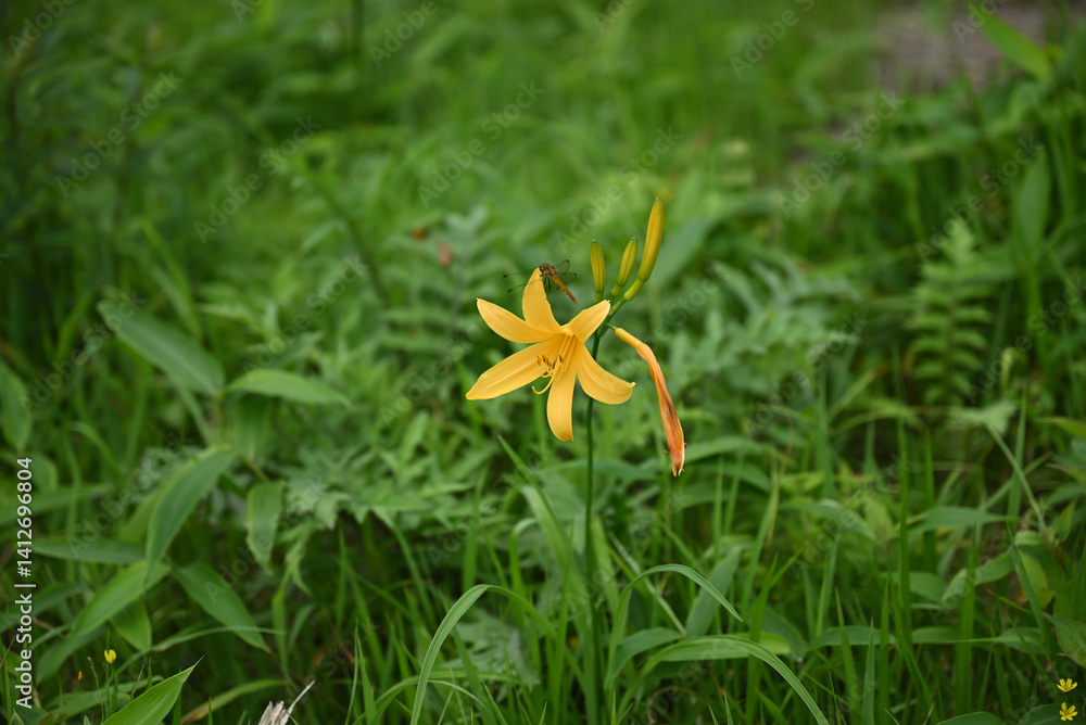 hemerocallis, famous yellow flower of Nikko, Tochigi, Japan