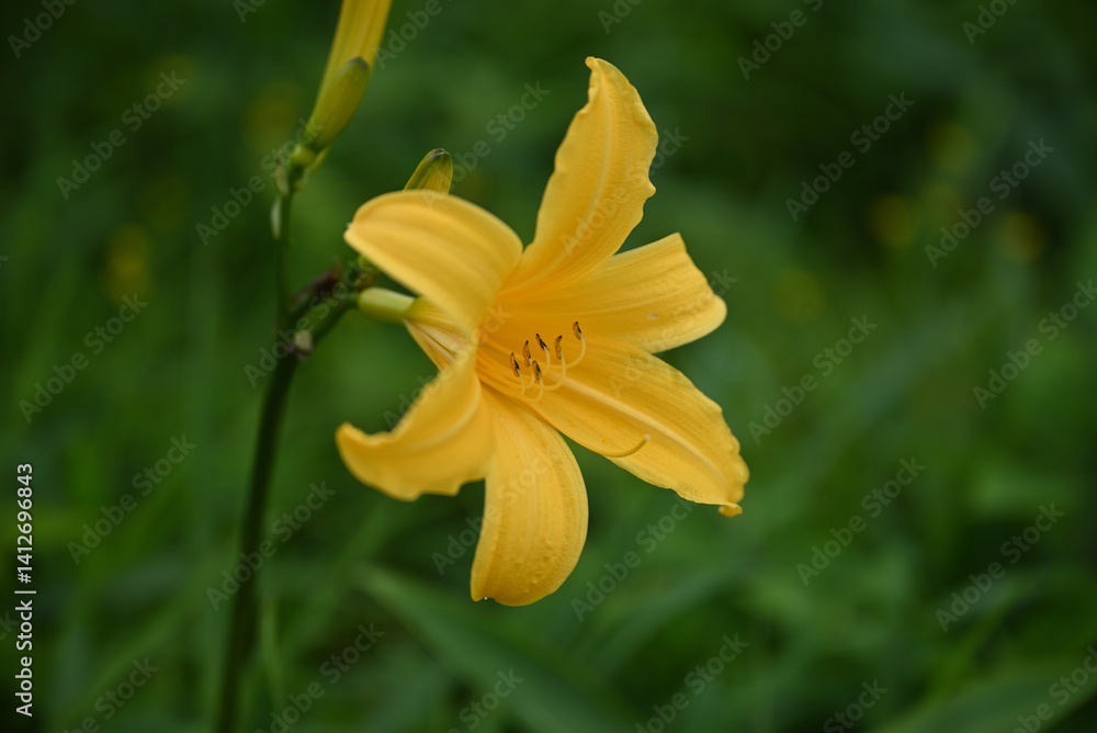 hemerocallis, famous yellow flower of Nikko, Tochigi, Japan