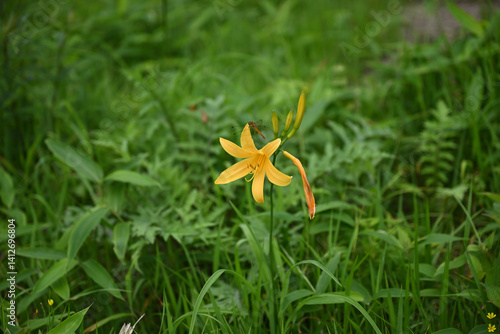 Obraz na płótnie hemerocallis, famous yellow flower of Nikko, Tochigi, Japan w salonie