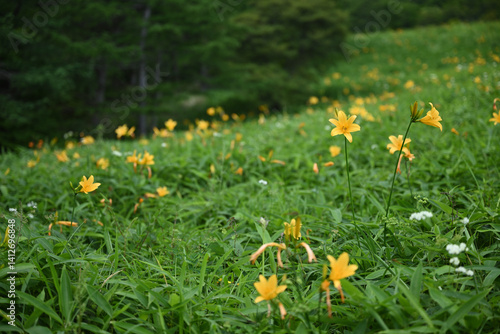hemerocallis, famous yellow flower of Nikko, Tochigi, Japan