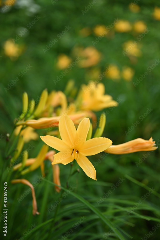 hemerocallis, famous yellow flower of Nikko, Tochigi, Japan