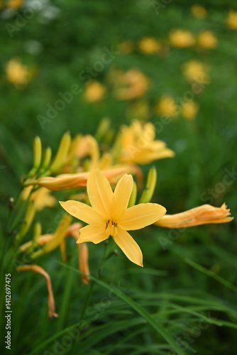 Obraz na płótnie hemerocallis, famous yellow flower of Nikko, Tochigi, Japan w salonie
