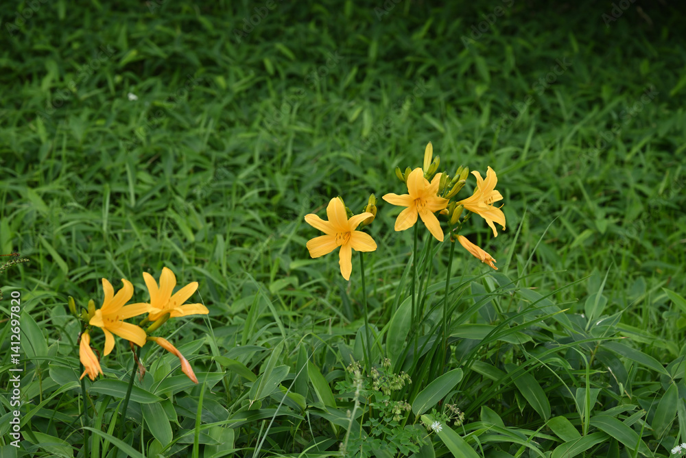 hemerocallis, famous yellow flower of Nikko, Tochigi, Japan