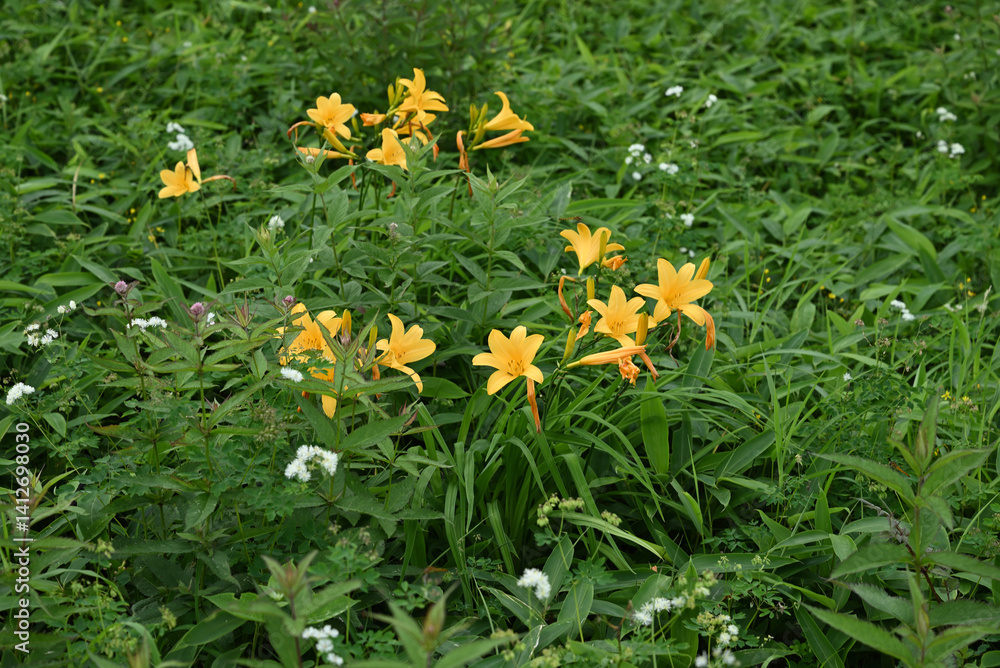 hemerocallis, famous yellow flower of Nikko, Tochigi, Japan