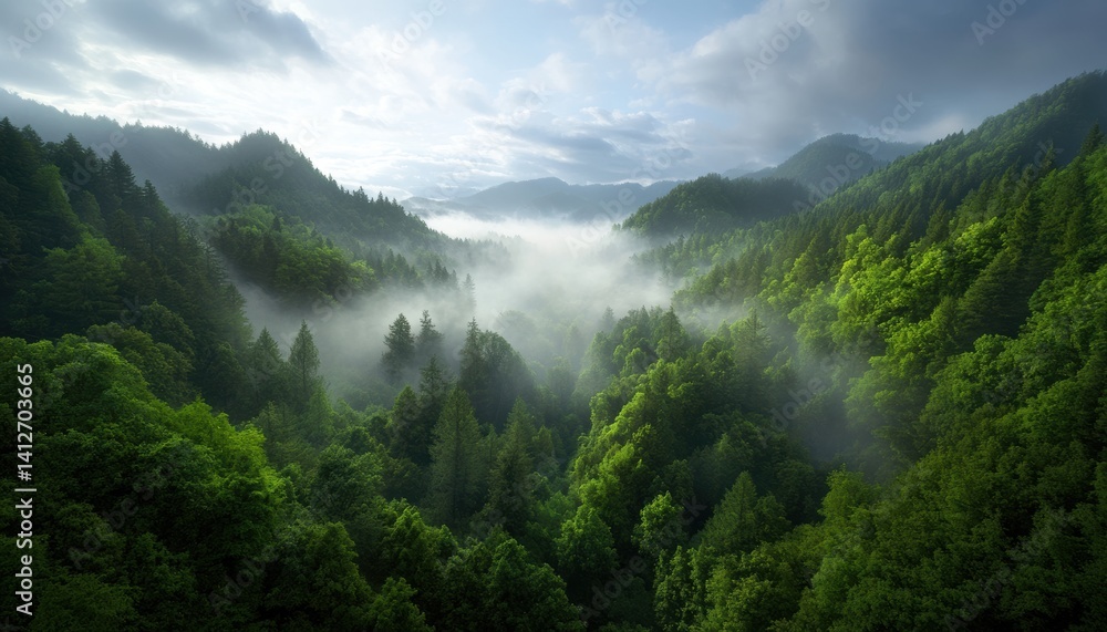 Majestic visual view of lush forest landscape misty valley nature photography tranquil environment Majestic visual view of lush forest landscape misty valley nature photography tranquil environment