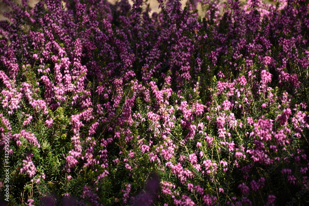 A beautiful display of pink heather flowers blooming abundantly in a garden. The vibrant hues create a serene and picturesque scene. A beautiful display of pink heather flowers blooming abundantly in a garden. The vibrant hues create a serene and picturesque scene.