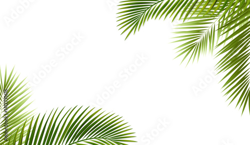 Green Palm Tree Branch And Isolated White Background