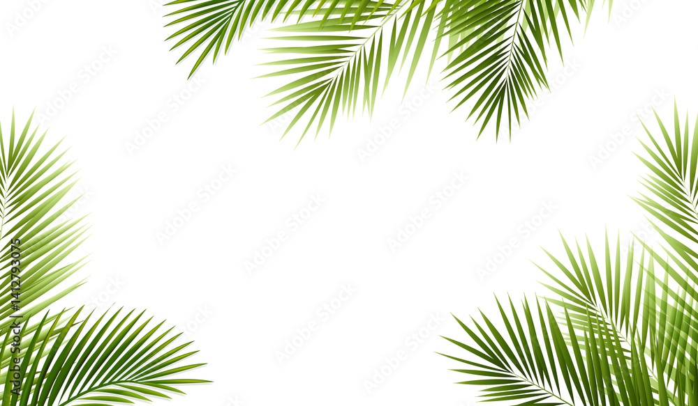 Palm Branch And Isolated White Background Palm Branch And Isolated White Background