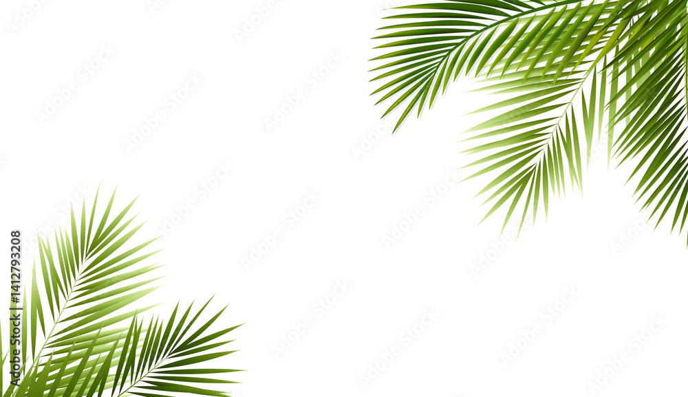 Palm Tree Branch Isolated White Background Palm Tree Branch Isolated White Background