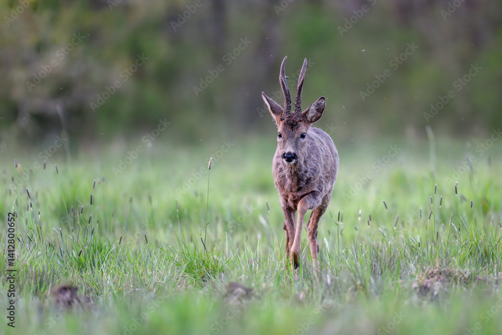 Roe deer buck walking in a clearing at the end of the day. Capreolus capreolus, Sologne, Loiret 45, région Centre Val de Loire, France, European Union, Europe Roe deer buck walking in a clearing at the end of the day. Capreolus capreolus, Sologne, Loiret 45, région Centre Val de Loire, France, European Union, Europe