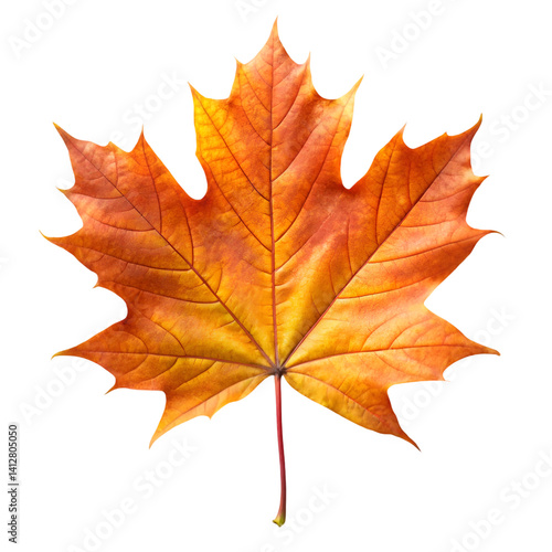 Wallpaper Mural Maple leaf isolated on white background Torontodigital.ca