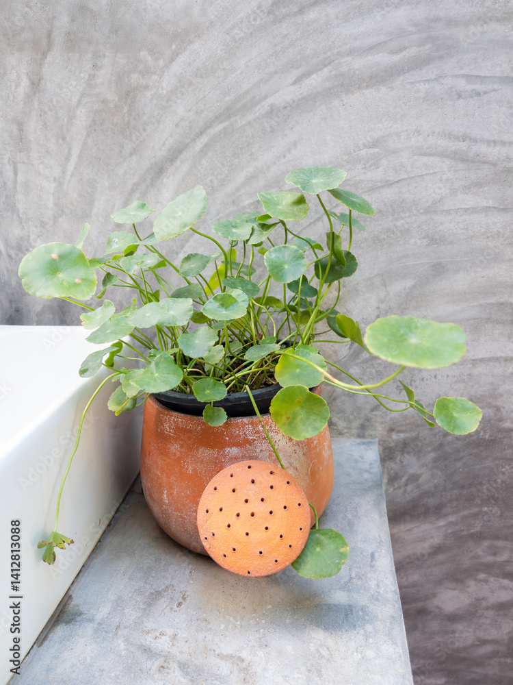 Centella Asiatica in Terracotta Pot - Decorative Indoor Plant.