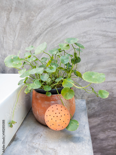 Obraz na płótnie Centella Asiatica in Terracotta Pot - Decorative Indoor Plant. w salonie