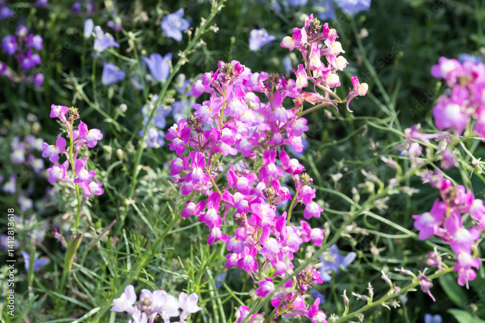 Fototapeta premium Beautiful Moroccan toadflax (Linaria maroccana) flowers.