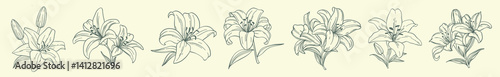 set of linear lily flowers hand drawn in sketch style