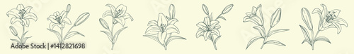 set of linear lily flowers hand drawn in sketch style
