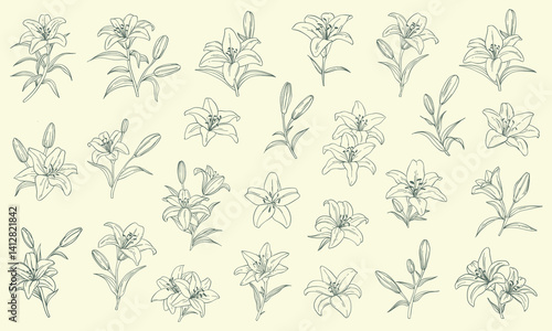 set of linear lily flowers hand drawn in sketch style