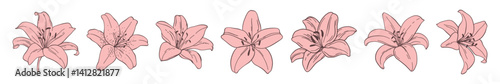 a set of pink lily bud flowers, handwritten style
