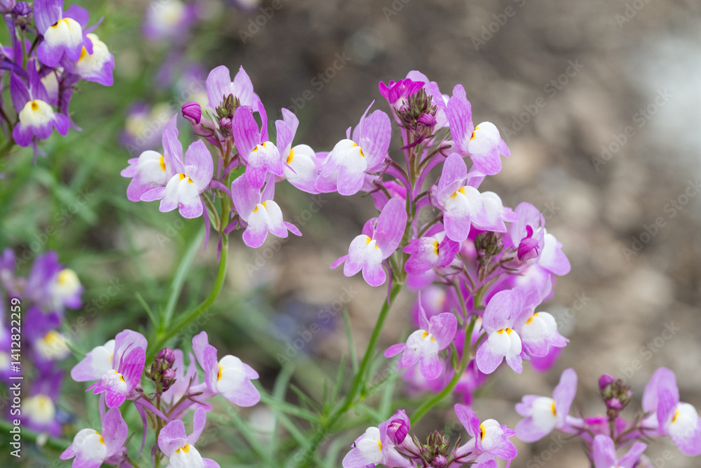Obraz premium Beautiful Moroccan toadflax (Linaria maroccana) flowers.