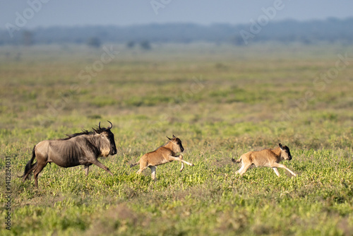 Photography Wildebeest adult and two babies running