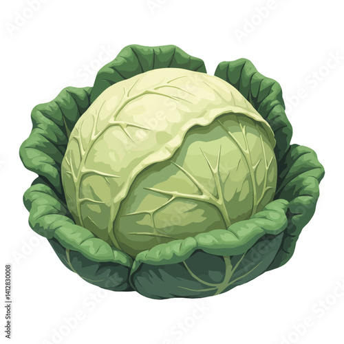 Fresh Green Cabbage with Leaves Isolated Hand Drawn Vector Illustration of Healthy Vegetable