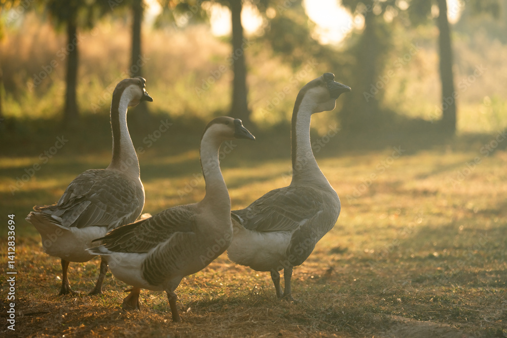 Goose Farm, Beautiful Domestic Bird with Soft Feathers and Beak, Roaming the Rural Countryside Grass, Agriculture in Peaceful Outdoors as a Farm Animal Goose Farm, Beautiful Domestic Bird with Soft Feathers and Beak, Roaming the Rural Countryside Grass, Agriculture in Peaceful Outdoors as a Farm Animal
