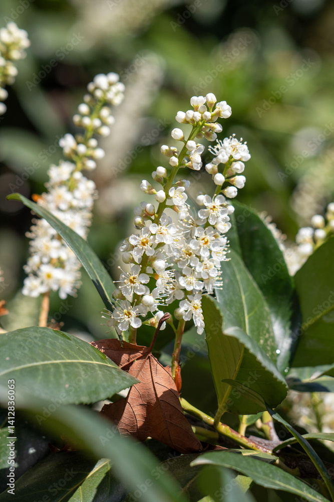 A cluster of white flowers with green leaves A cluster of white flowers with green leaves