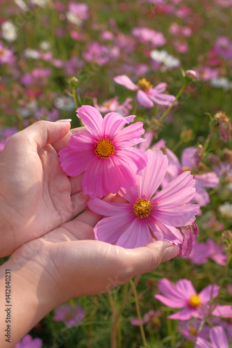 Two hands gently hold vibrant pink cosmos flowers in blooming field