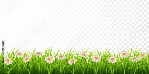 3d green grass border, colorful daisy flower. Chamomile. Vector Illustration
