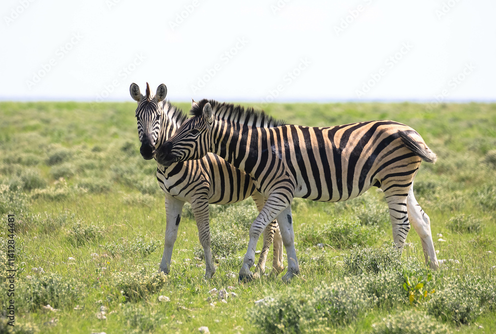 Obraz premium Two zebras stand gracefully in a green savannah in the Etosha Nature Reserve, Namibia, Africa.