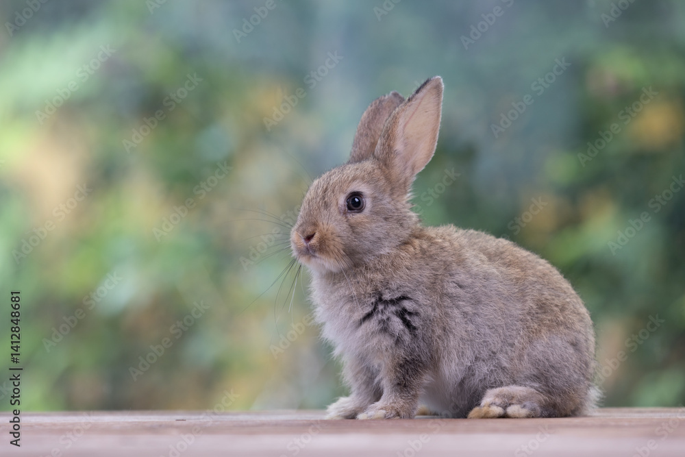 Bunny easter fluffy rabbit eating food, vegetables, carrots, baby corn on green garden nature flowers background on sunny day, Lovely mammal with bright eyes in nature life. Symbol of easter day. Bunny easter fluffy rabbit eating food, vegetables, carrots, baby corn on green garden nature flowers background on sunny day, Lovely mammal with bright eyes in nature life. Symbol of easter day.