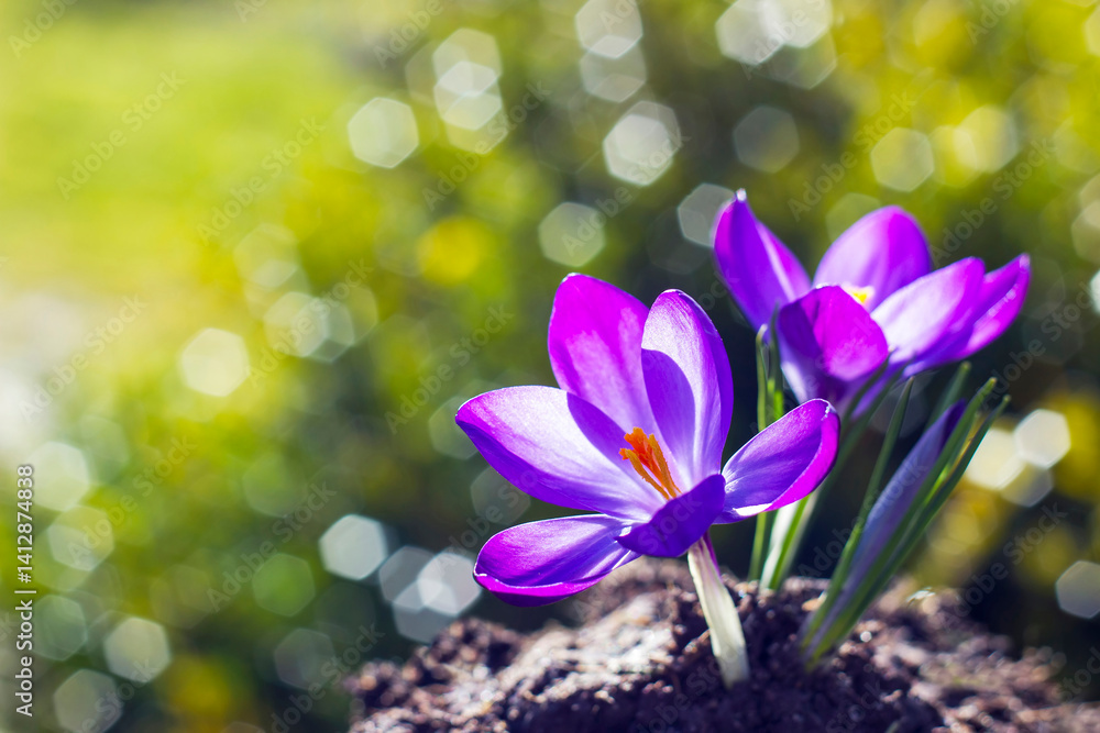 crocus - one of the first spring flowers